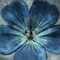 Uplifting Blue Flower Poster Print by Mlli Villa - Item # VARPDXMVSQ293A